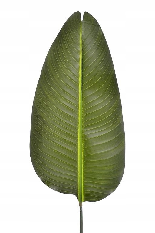 

Liść Duży Bananowiec Liście Bananowca 100cm