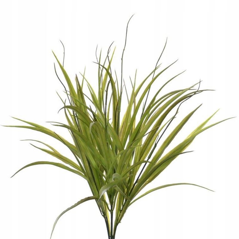 

Dracena Trawa Zielona Roślina Dekoracja Terrarium