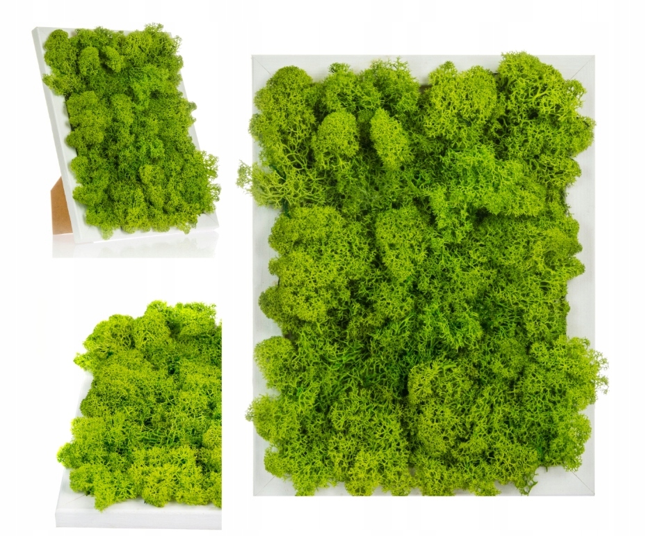 

Obraz z mchu chrobotek mech naturalny reniferowy