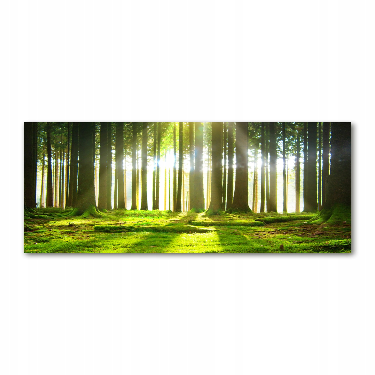 

Foto obraz akryl zdjęcie Las w słońcu 125x50 cm