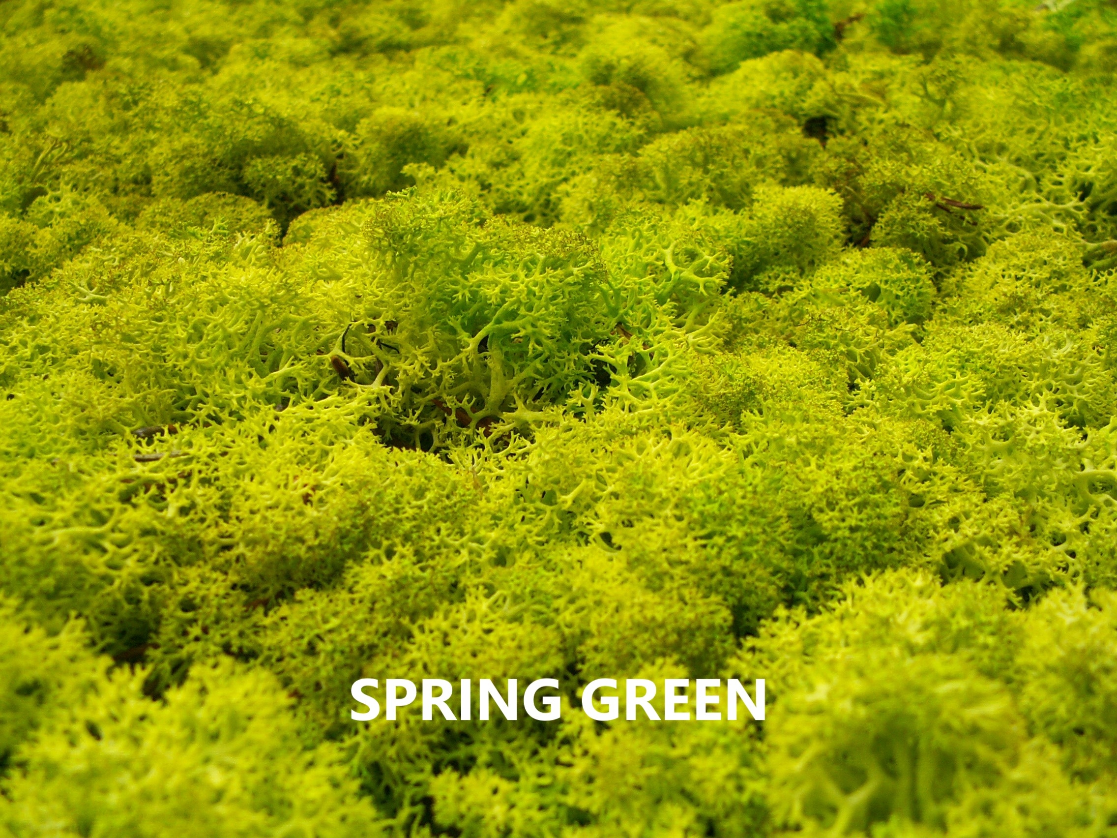 Mech Chrobotek Reniferowy 500g NETTO 15 kolorów Wysokość produktu 7 cm