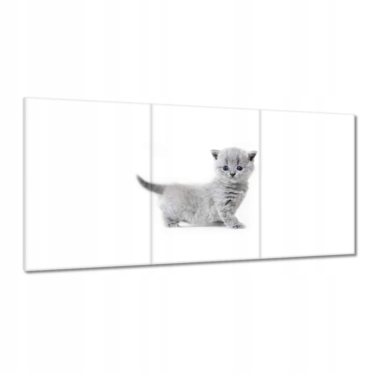 Obrazy 120x60 Kočka Kotě Kočky