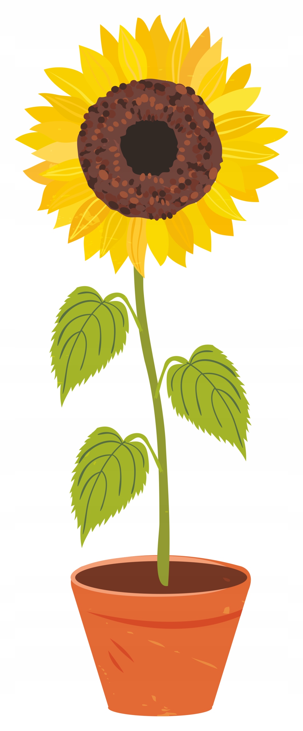 

Naklejka Na Okno Lustro Meble Szybę Słonecznik