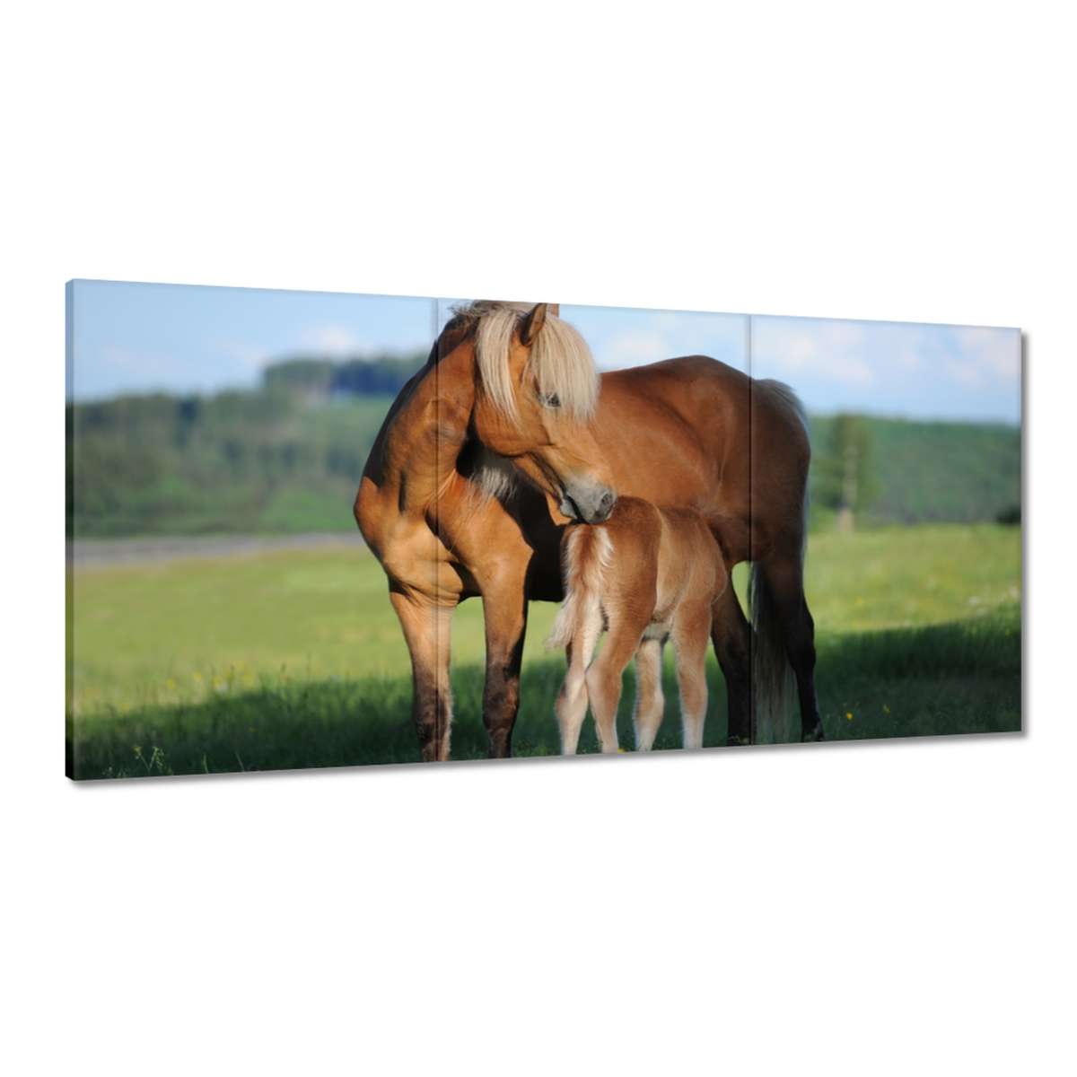 Obrazy 120x60 Kobyla a hříbě