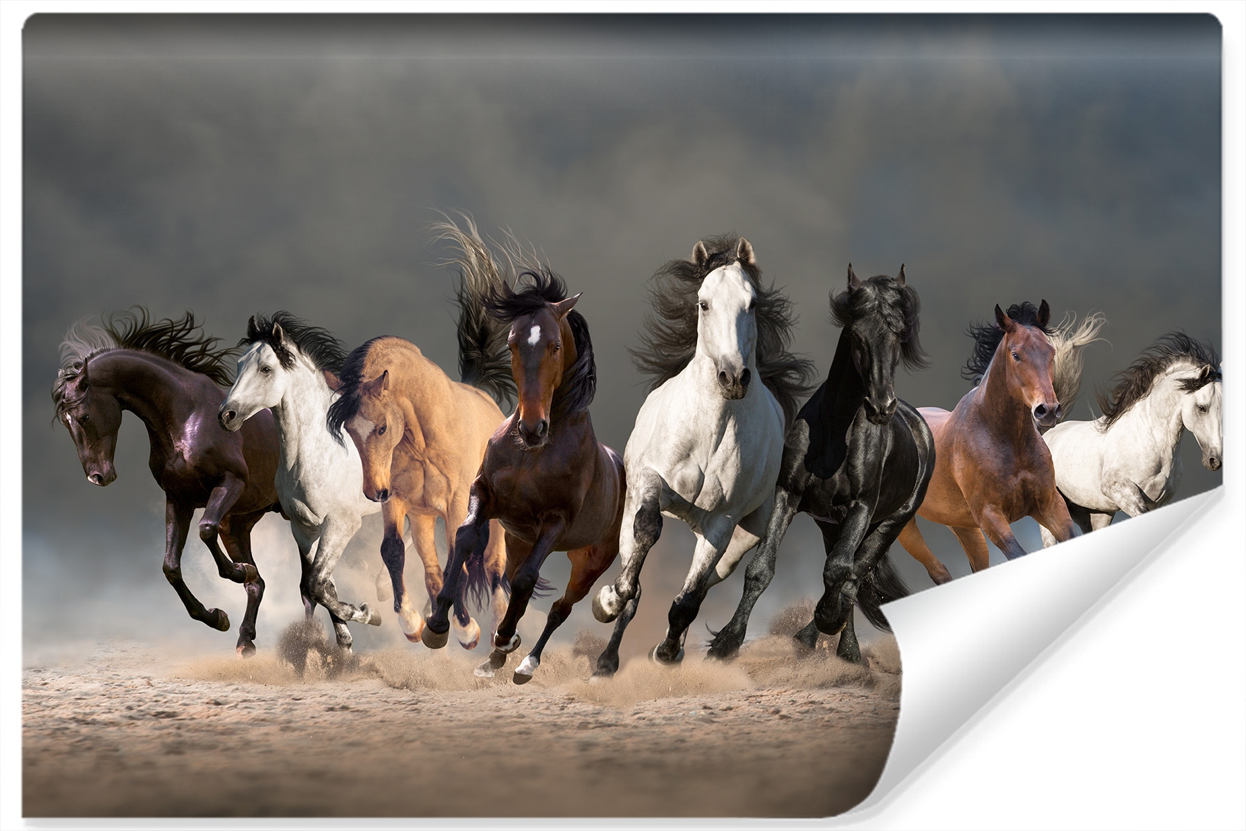 

Fototapeta Dzikie Konie Zwierzęta Galop 3D 400x280