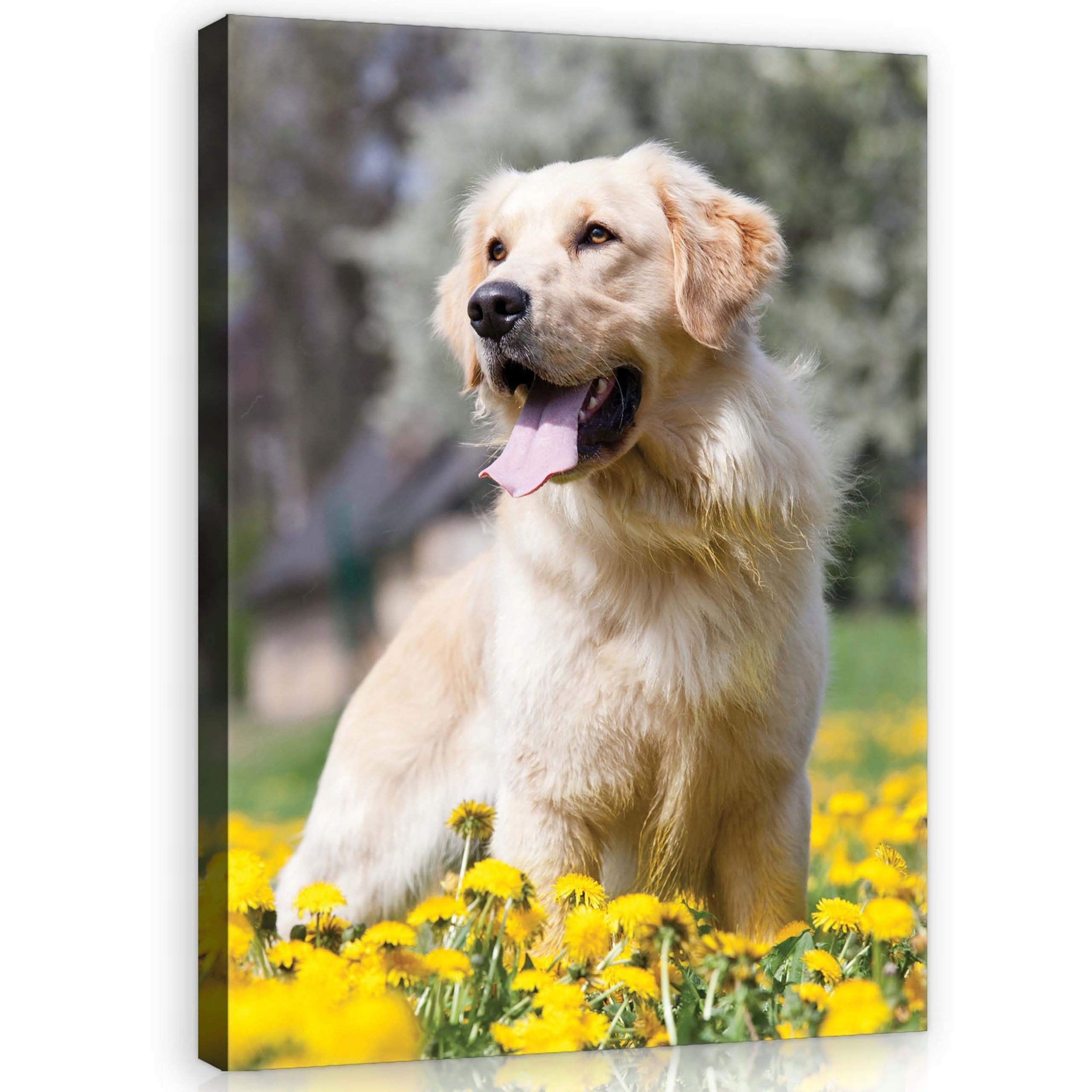 Obraz 60x80 Zlatý retrívr pes květiny žluté léto radost klid