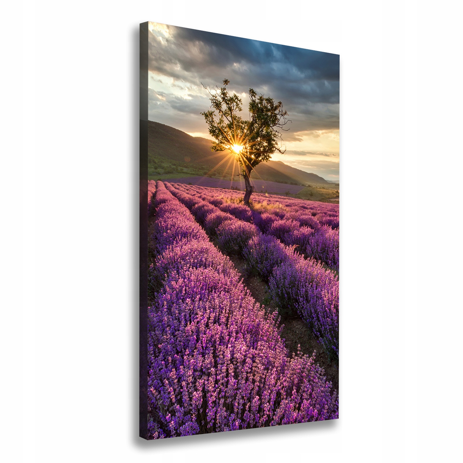 

Foto obraz canvas do salonu Pole lawendy 60x120