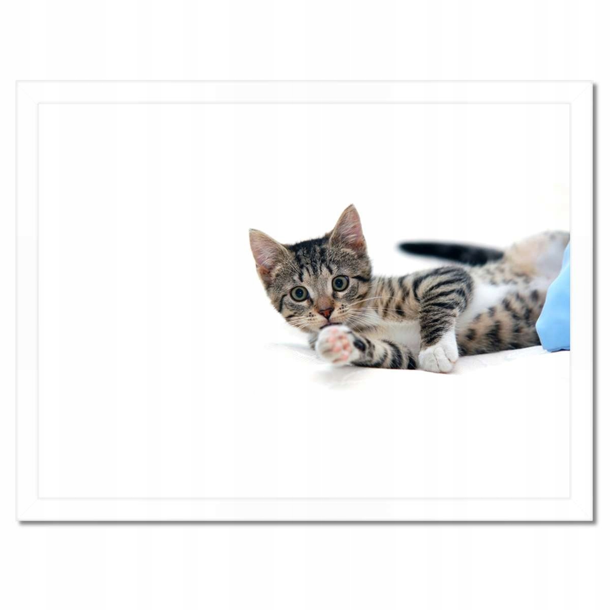 Plakáty v rámu 40x30 Kočička Kočky Kicia