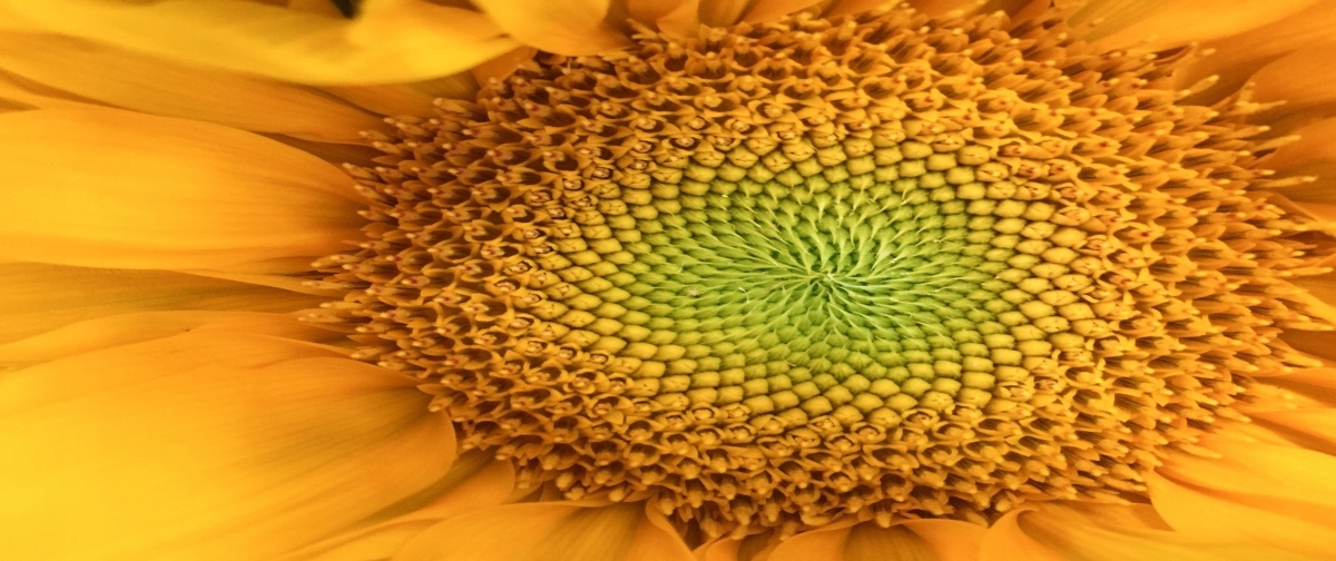 

Tapeta flizelinowa Słonecznik - 250x104