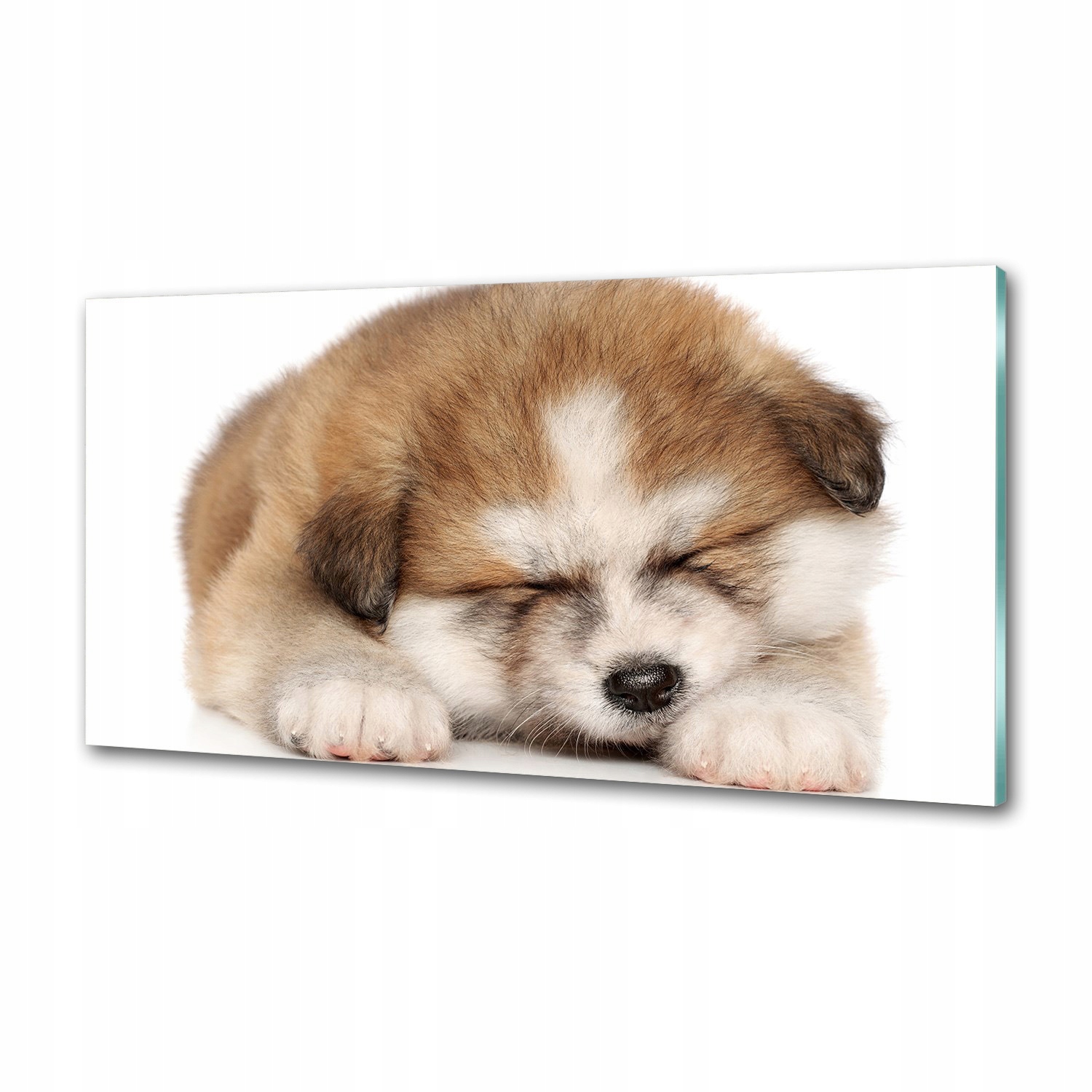 Panel do kuchyne Šteňa Akita 100 x 50 cm Lepidlo