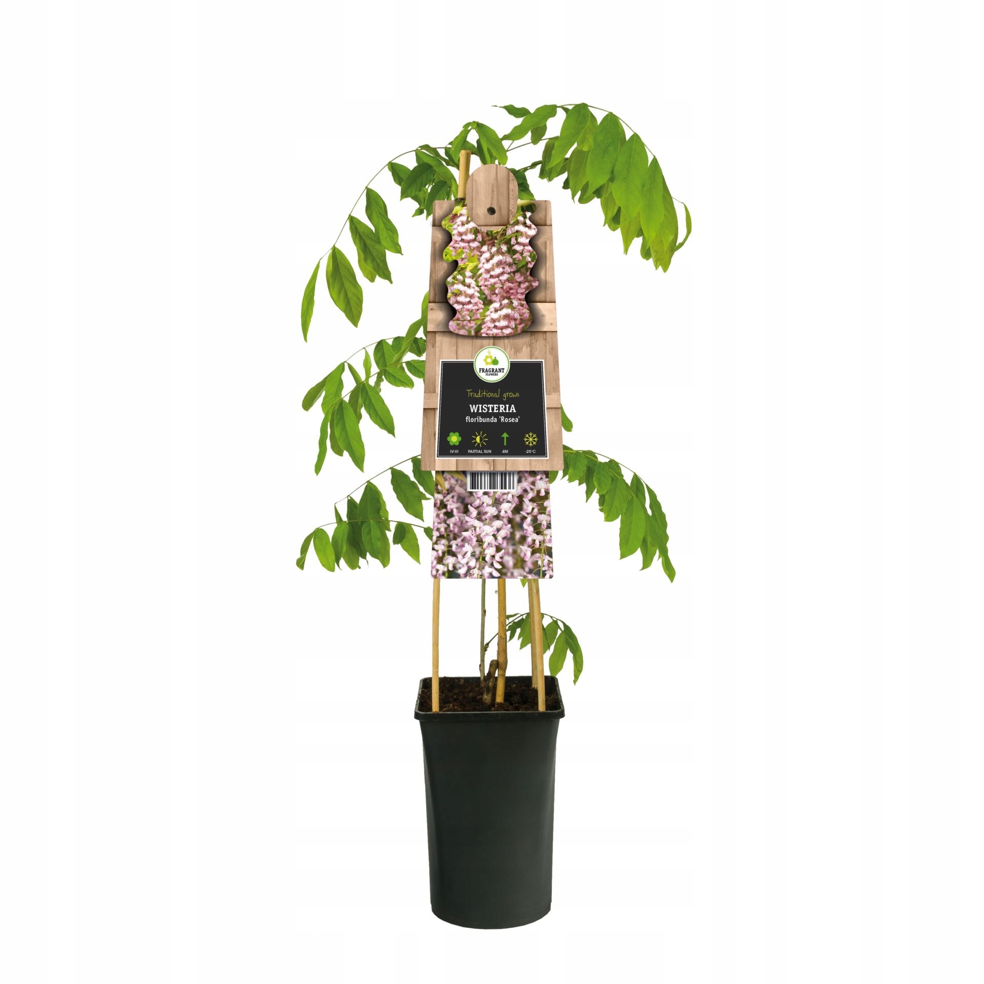 WISTERIA CHIŃSKA ROSEA - GLICYNA | SADZONKA 3 LETNIA | RÓŻOWA