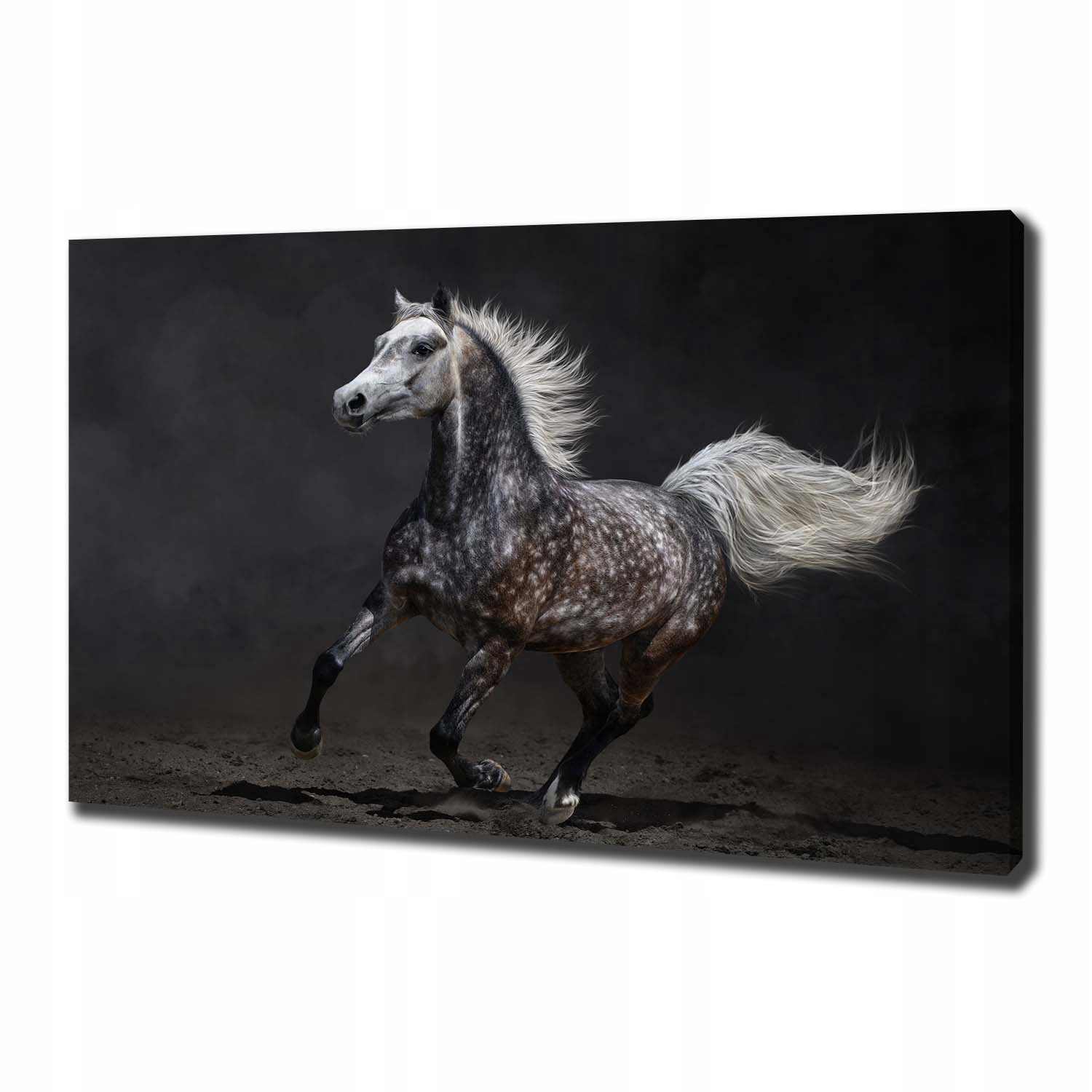 

Foto obraz na płótnie Szary koń arabski 100x70 cm