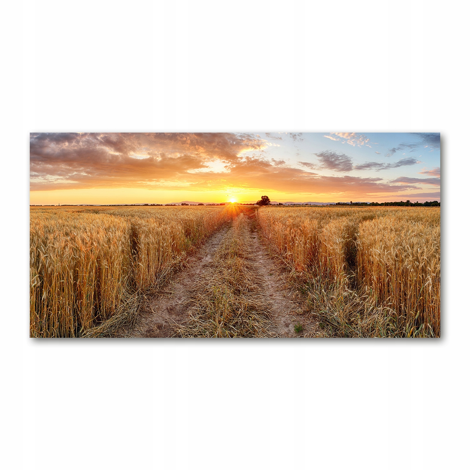 

Foto obraz akryl zdjęcie Pole pszenicy 120X60 cm