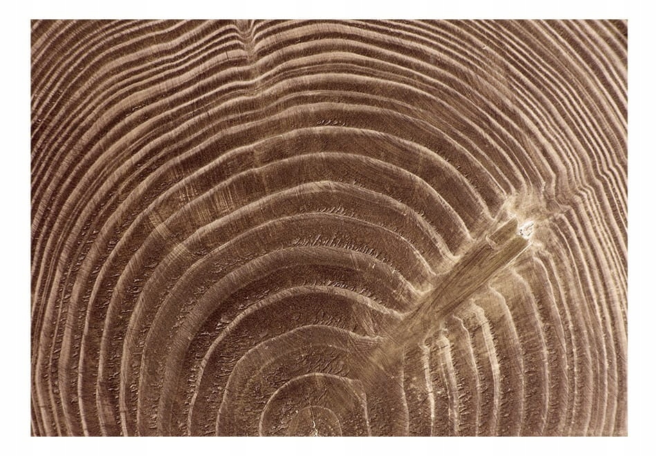 

Fototapeta - Surowe drzewo - 350X245