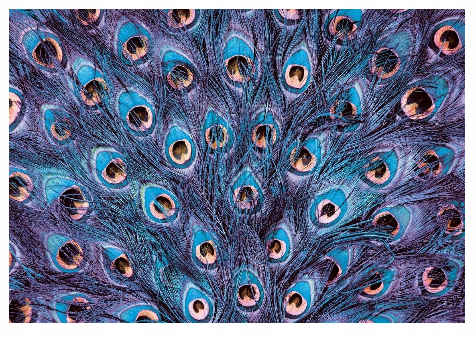 

Fototapeta Pawie Pióra 3D Do Sypialni XXL 368x254
