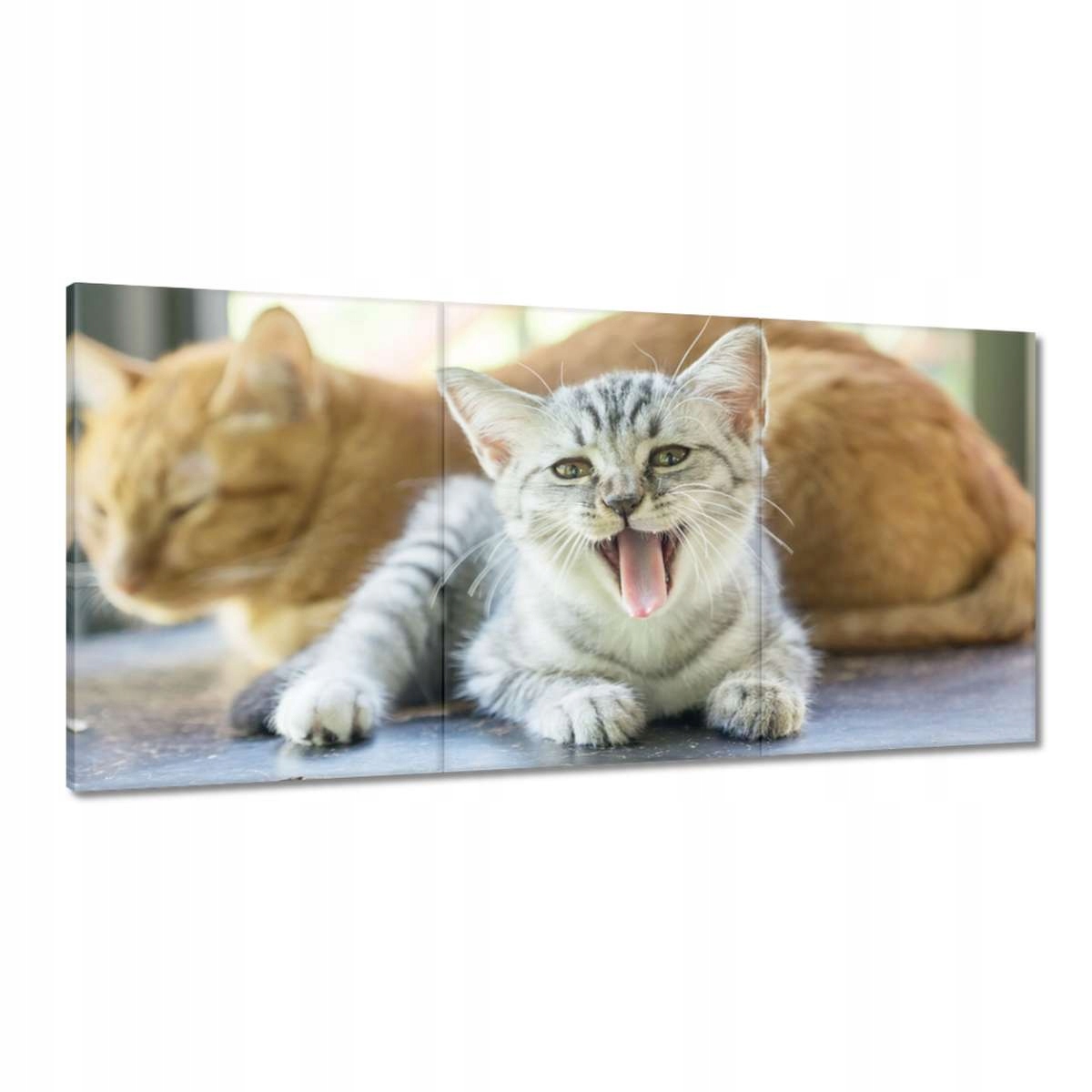 Obrazy 120x60 Kočka Kotě Kočky