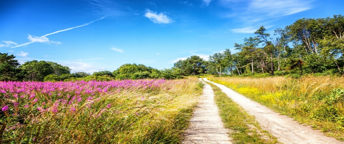 

Tapeta flizelinowa Kwitnąca łąka 250x104