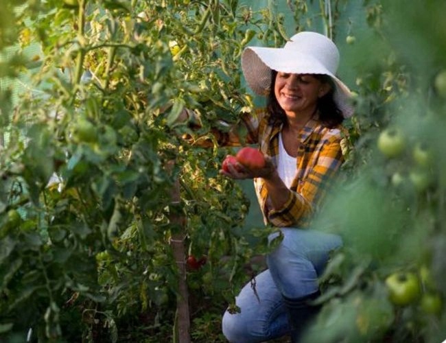 TUNEL OGRODOWY FOLIOWY OGRODNICZY NA WARZYWA POMIDORY SZKLARNIA 2,5 X 4 M Producent Plonos