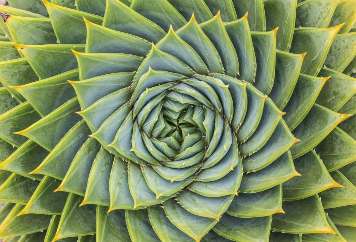 

Tapeta flizelinowa Aloes Symetria - 104x70