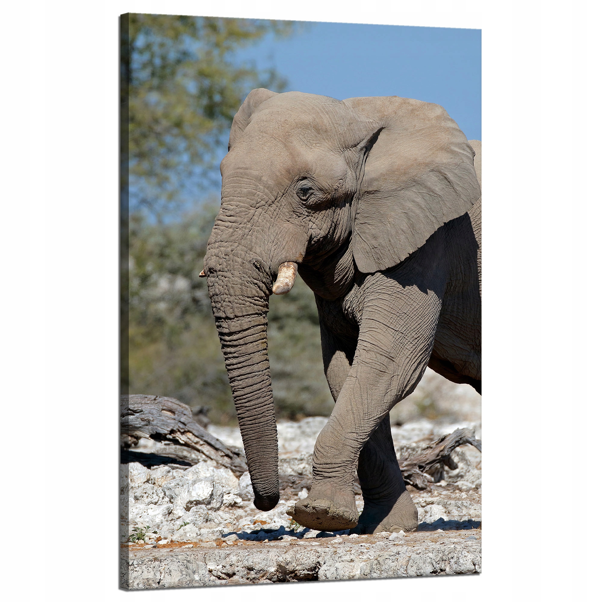 Obraz na plátně Velký šedý slon Příroda Skály Slunce 50x80 cm