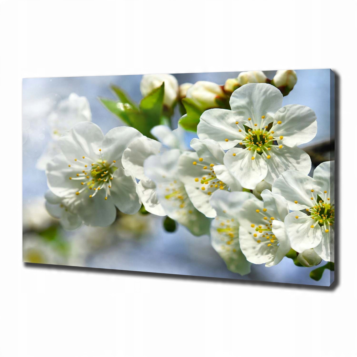 

Foto obraz canvas na ścianę Kwiat wiśni 100x70 cm