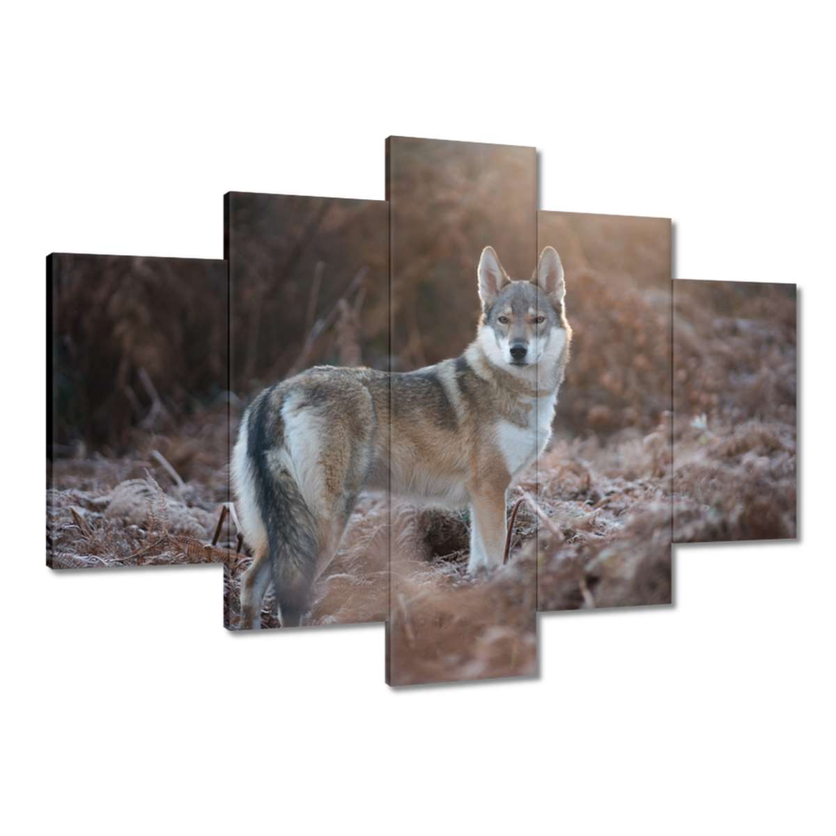 Obrazy 150x105 Majestátní vlk