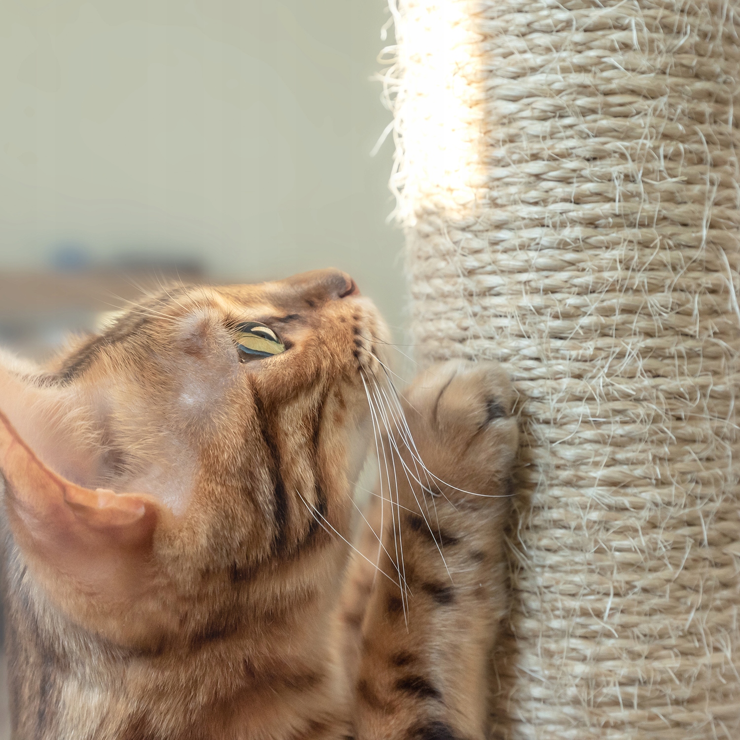 Дряпка для котів Котячий будинок типу дряпка Низька дряпка
