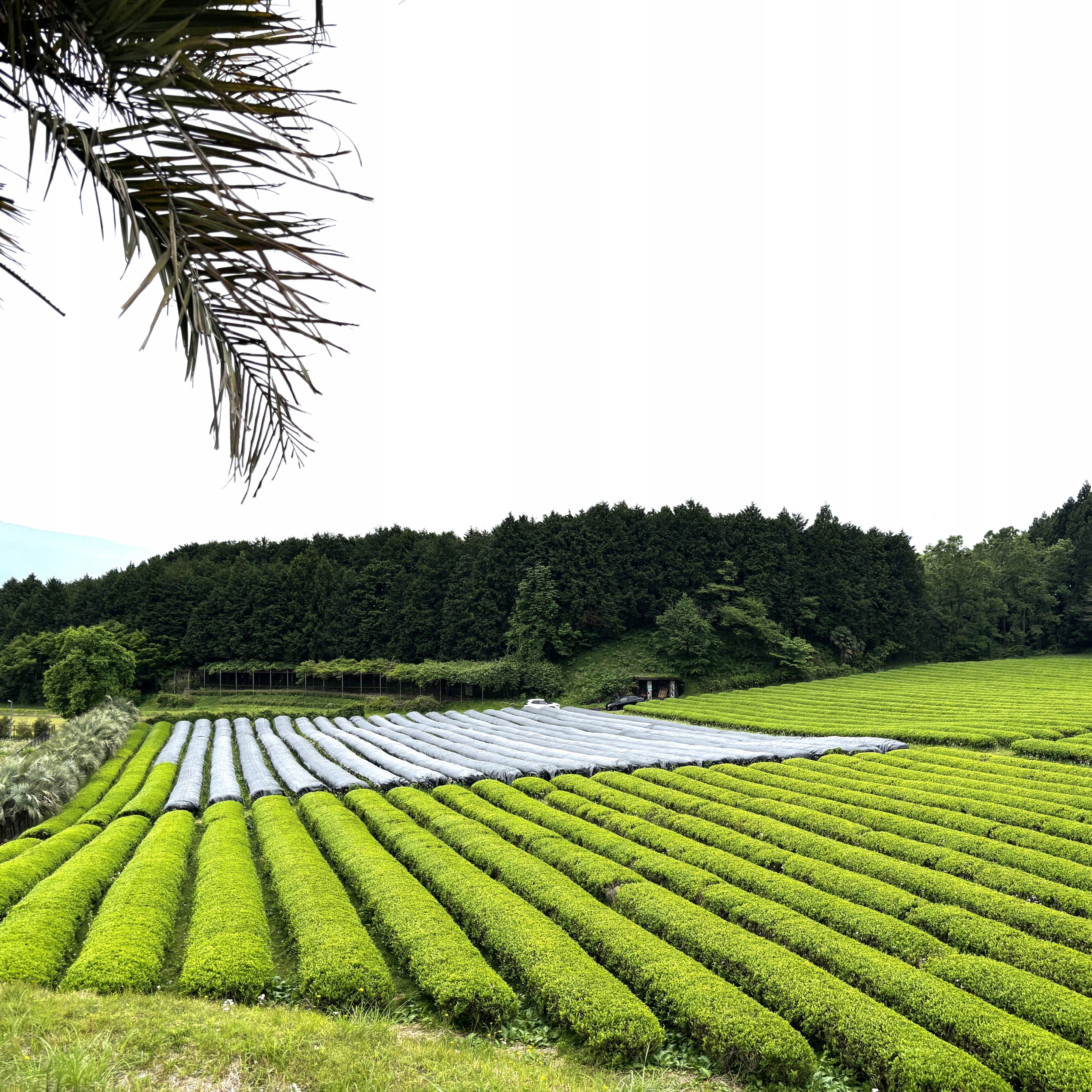 Matcha Midori Japán Kulináris Tea Napi | 100g Tömeg 100 g