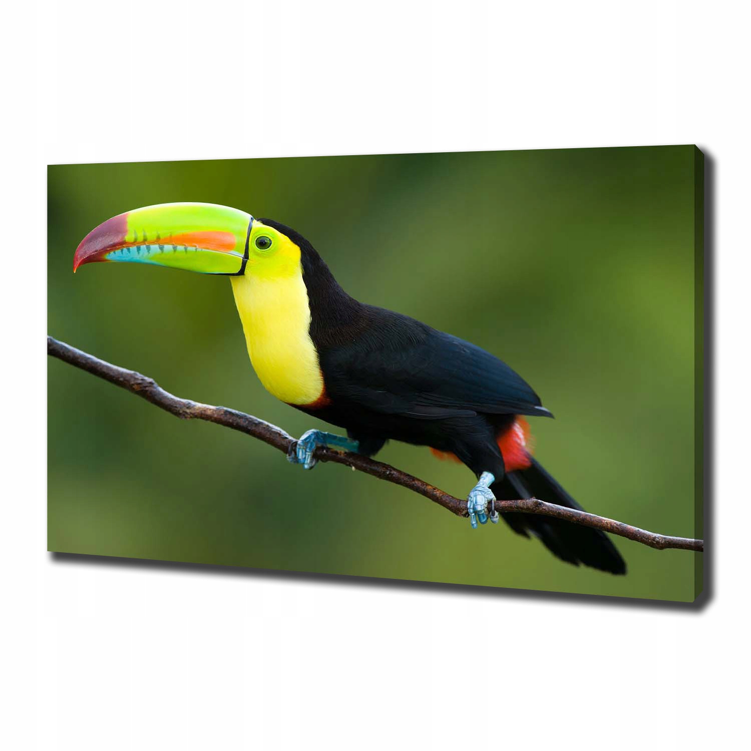 

Foto obraz ze zdjęcia do salonu Tukan 100x70 cm