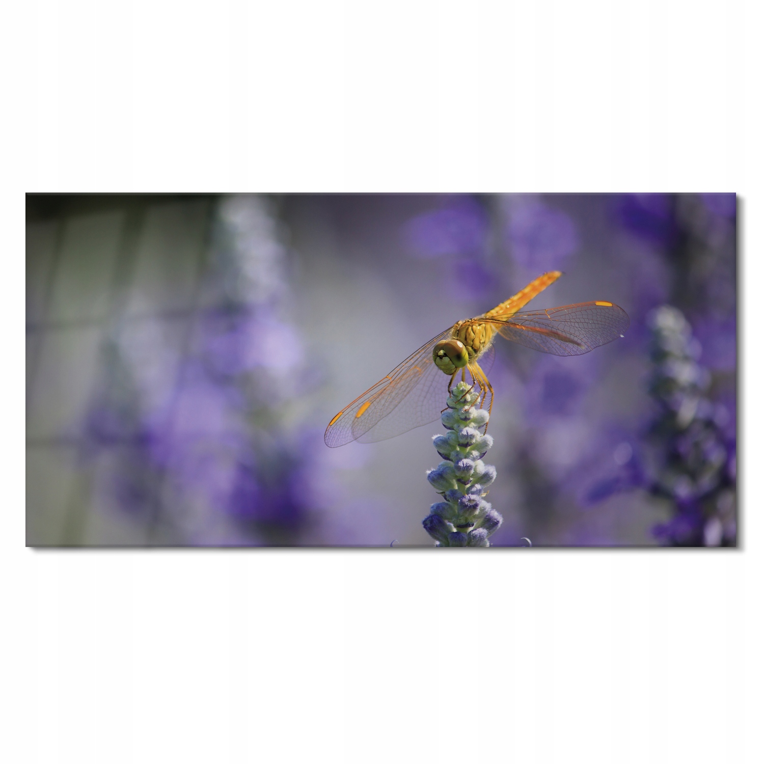 Foto na skle Vážka levanduľa kvet 120x60