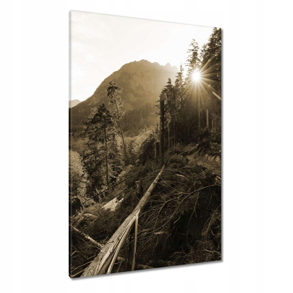 Obrazy 80x120 Krajina v sépii Sepia