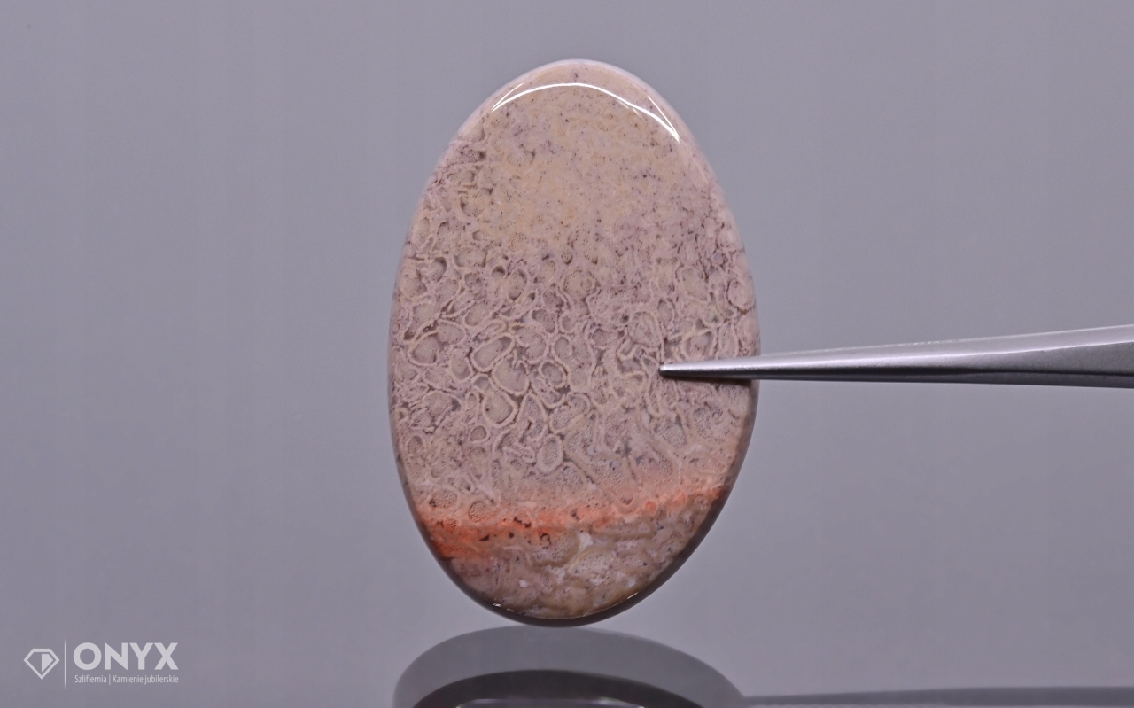 Zkamenělá dlaň konvexní nepravidelná dlažba 35,5x24 mm