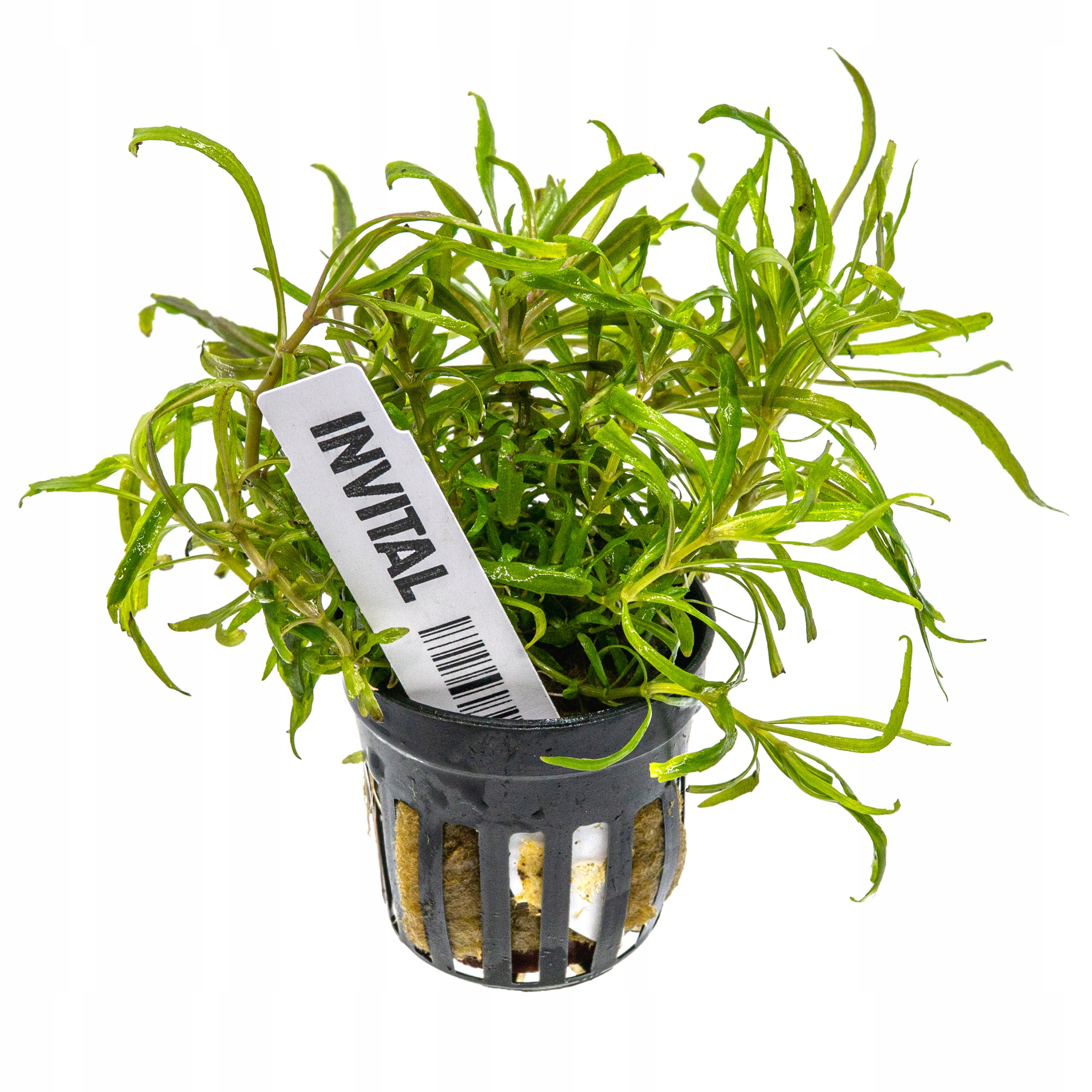INVITAL Pogostemon осьминог корзина Ø 5,5 см