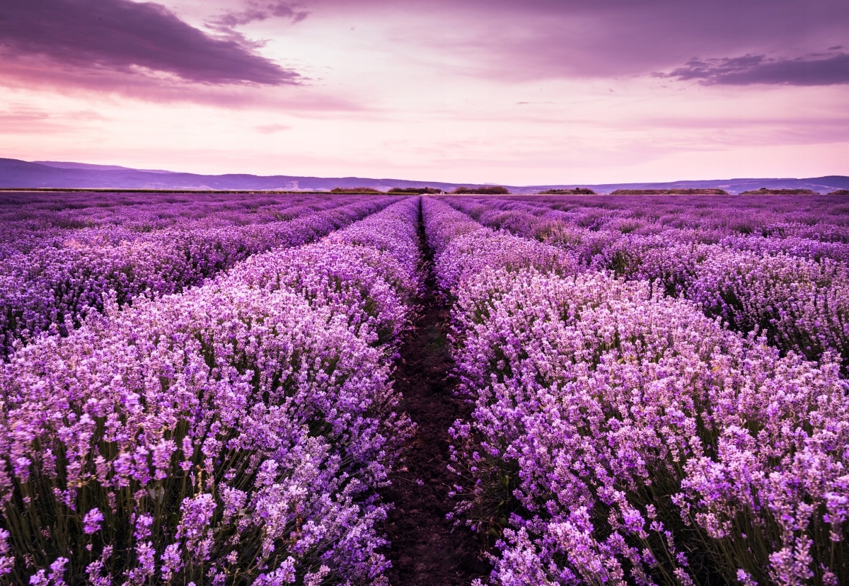 

Fototapeta Flizelinowa Kwitnąca lawenda 152x104