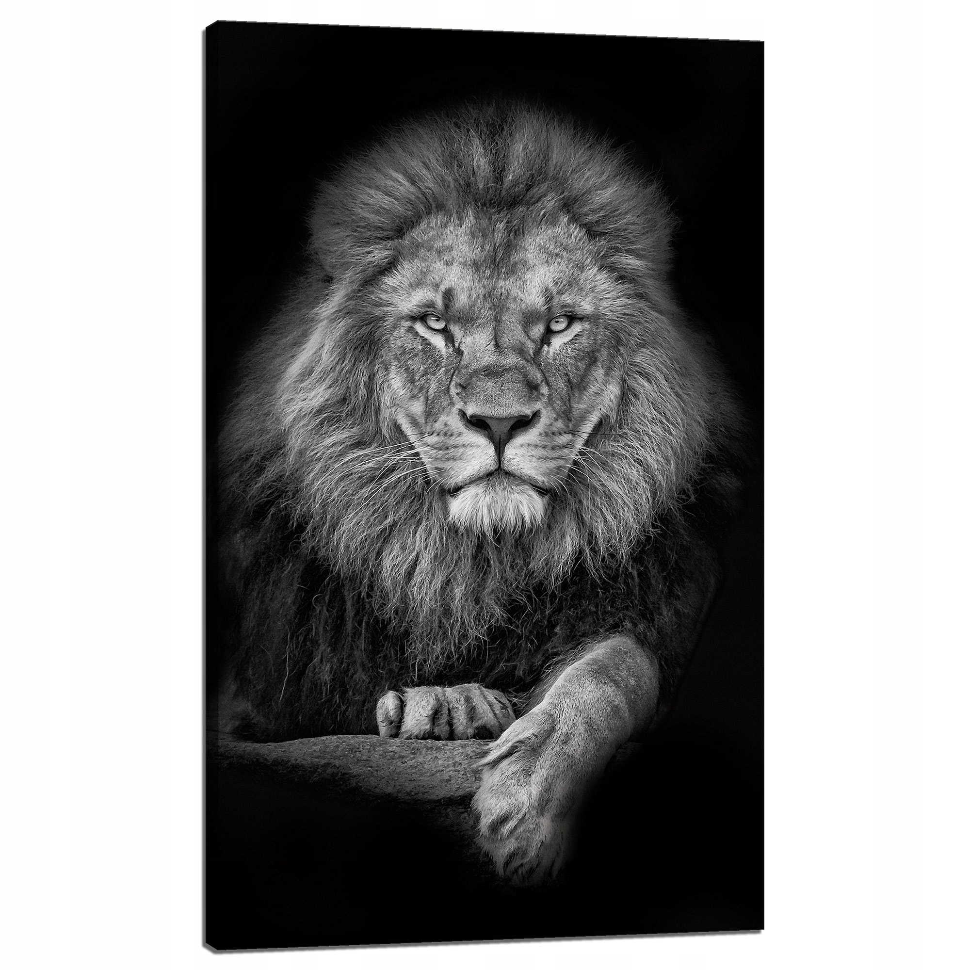 Obraz na plátně Šedá Lev Tvář Mimo Krále 60x100 cm Ideální jako dárek