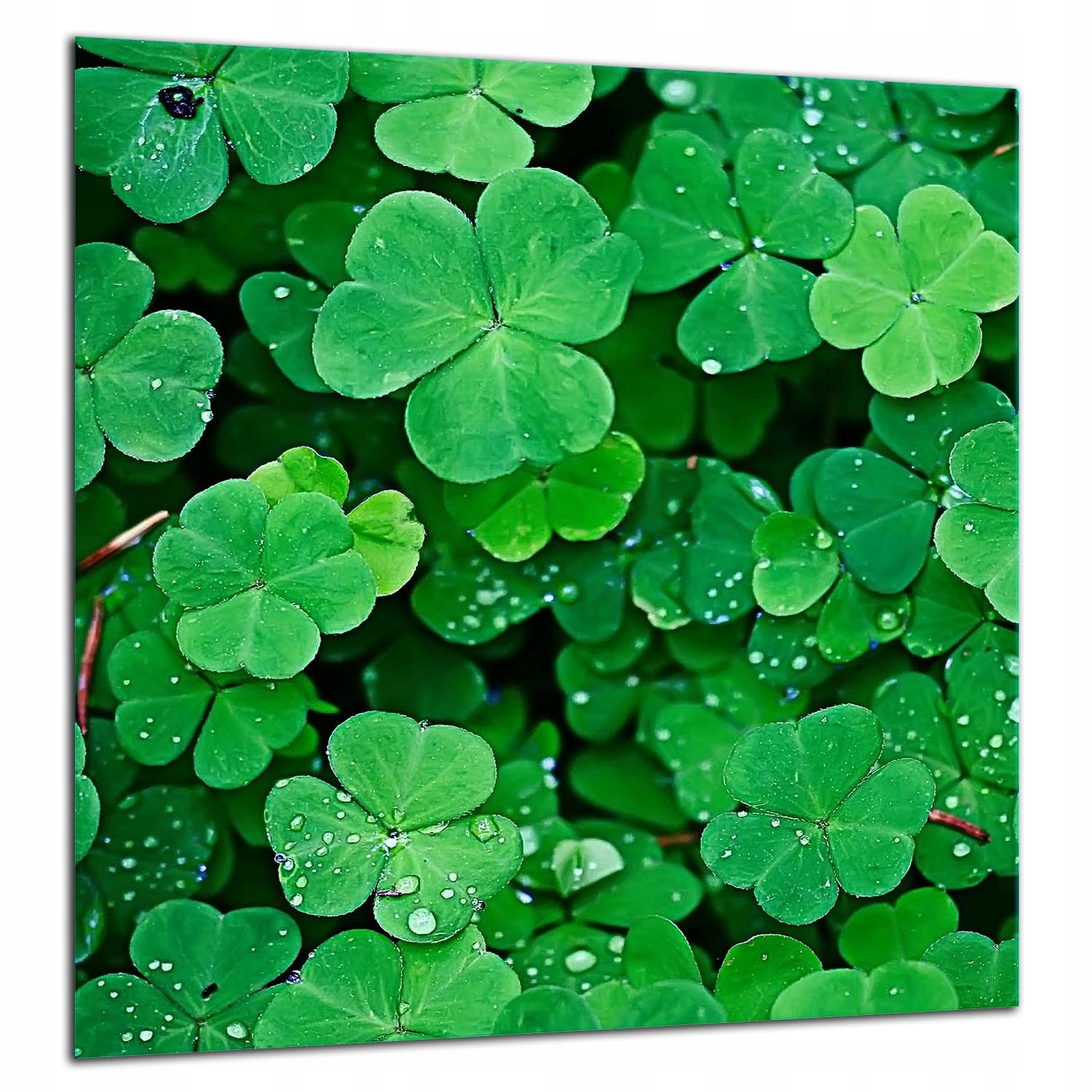 Ochranná Skleněná Deska Panel Lepidlo 60x65 Zelená Tvrzené Sklo Kuchyně 7v1