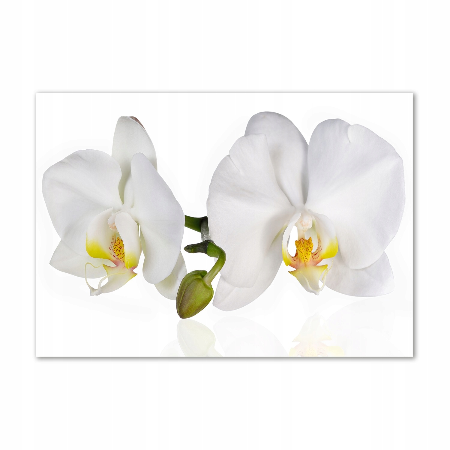 

Obraz zdjęcie na ścianę akryl Orchidea 100x70 cm