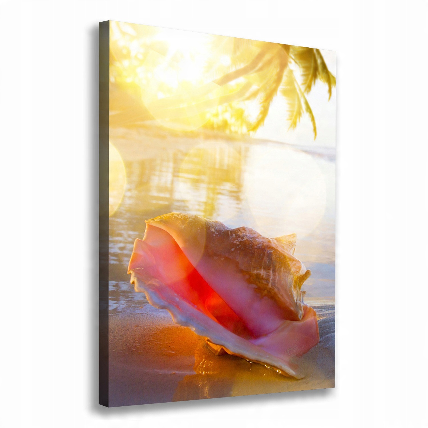 

Foto obraz na płótnie Muszla na plaży 70x100 cm