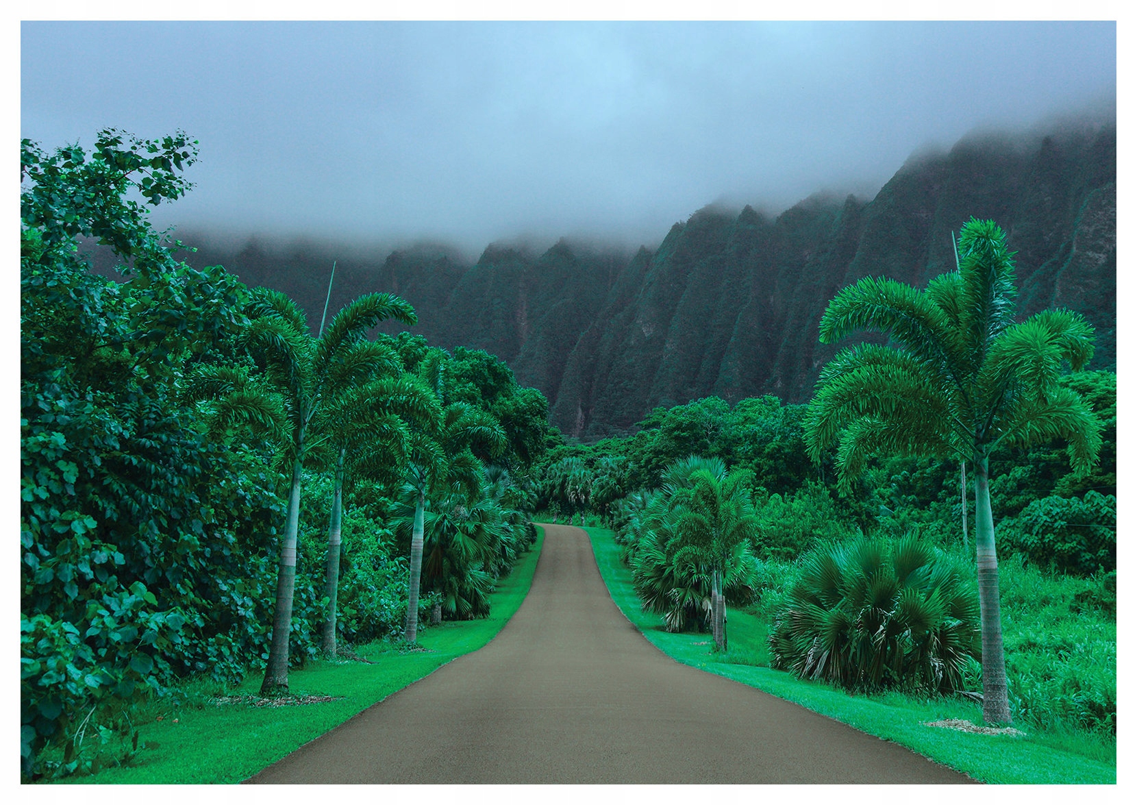 Fototapeta Rajská alej Cesta v džungli Zelené hory 368x280 lepidlo