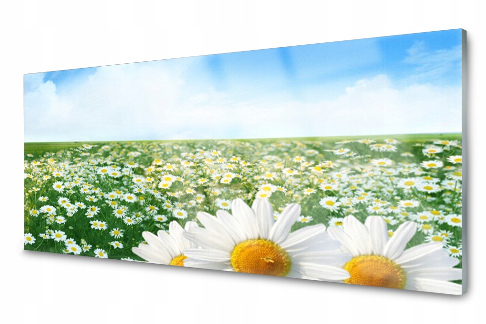 

Panel szklany do kuchni Stokrotki Kwiaty 125x50