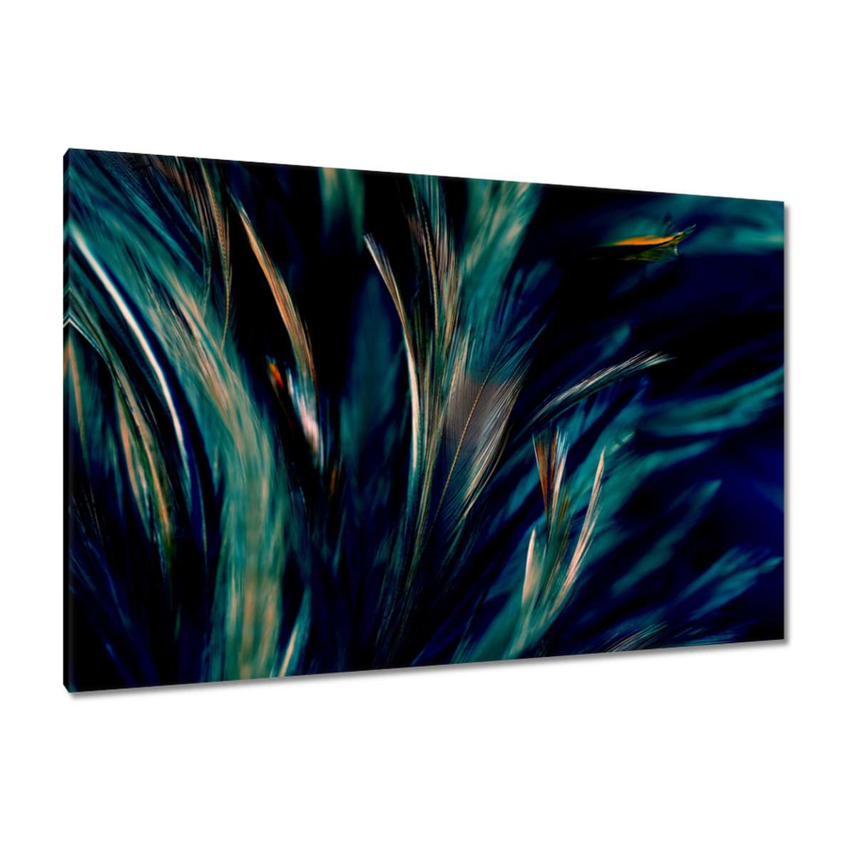 Obrazy 120x80 Měkké peří páva