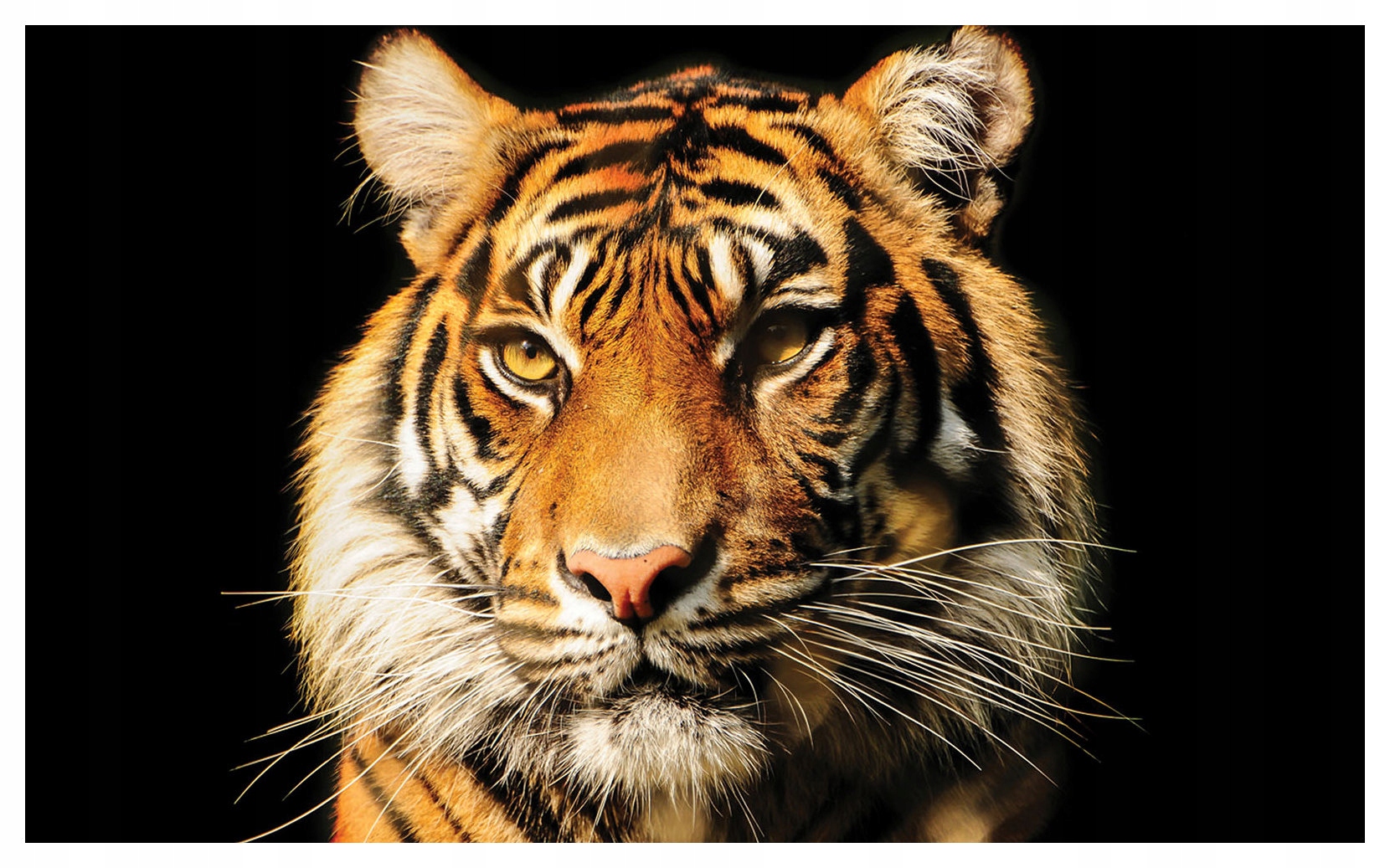 Fototapeta Černý tygr divoký zrak vinylová 208x146 lepidlo