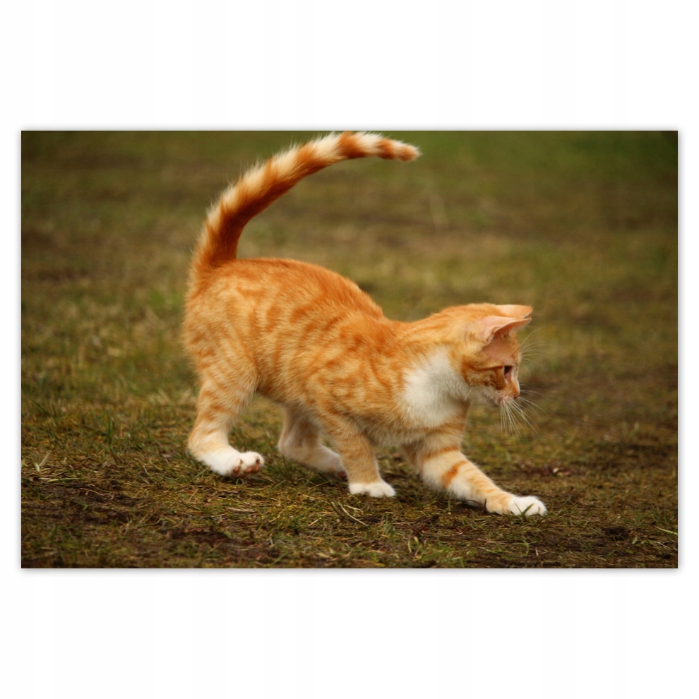 

Plakaty 93x62 Kot Kotek Kotki Kicia