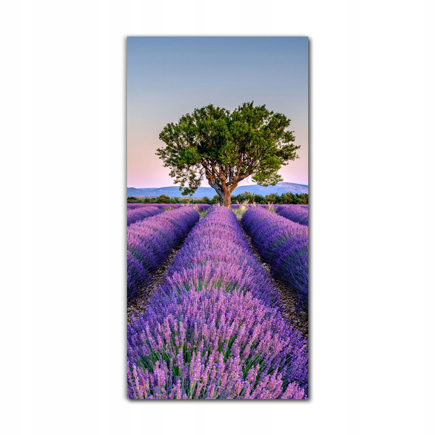 

Obraz na szkle na ścianę 70x140 Lawenda krajobraz
