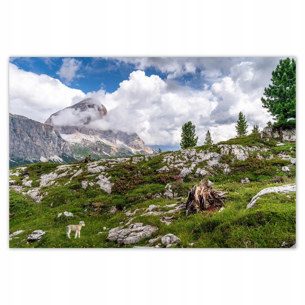 

Plakat 60x40 Owieczka w górach Widok
