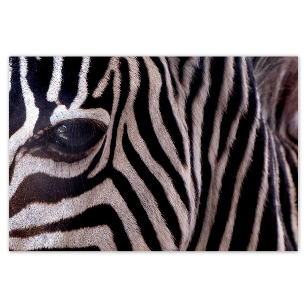 Plakáty 200x135 Makro fotografie zebra