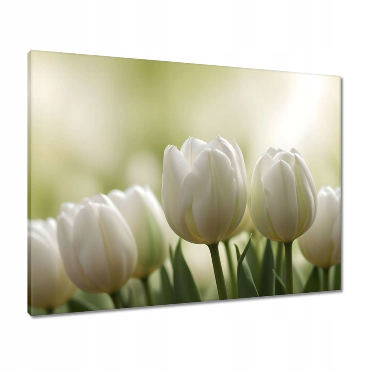 Obrazy 80x60 Bílé tulipány