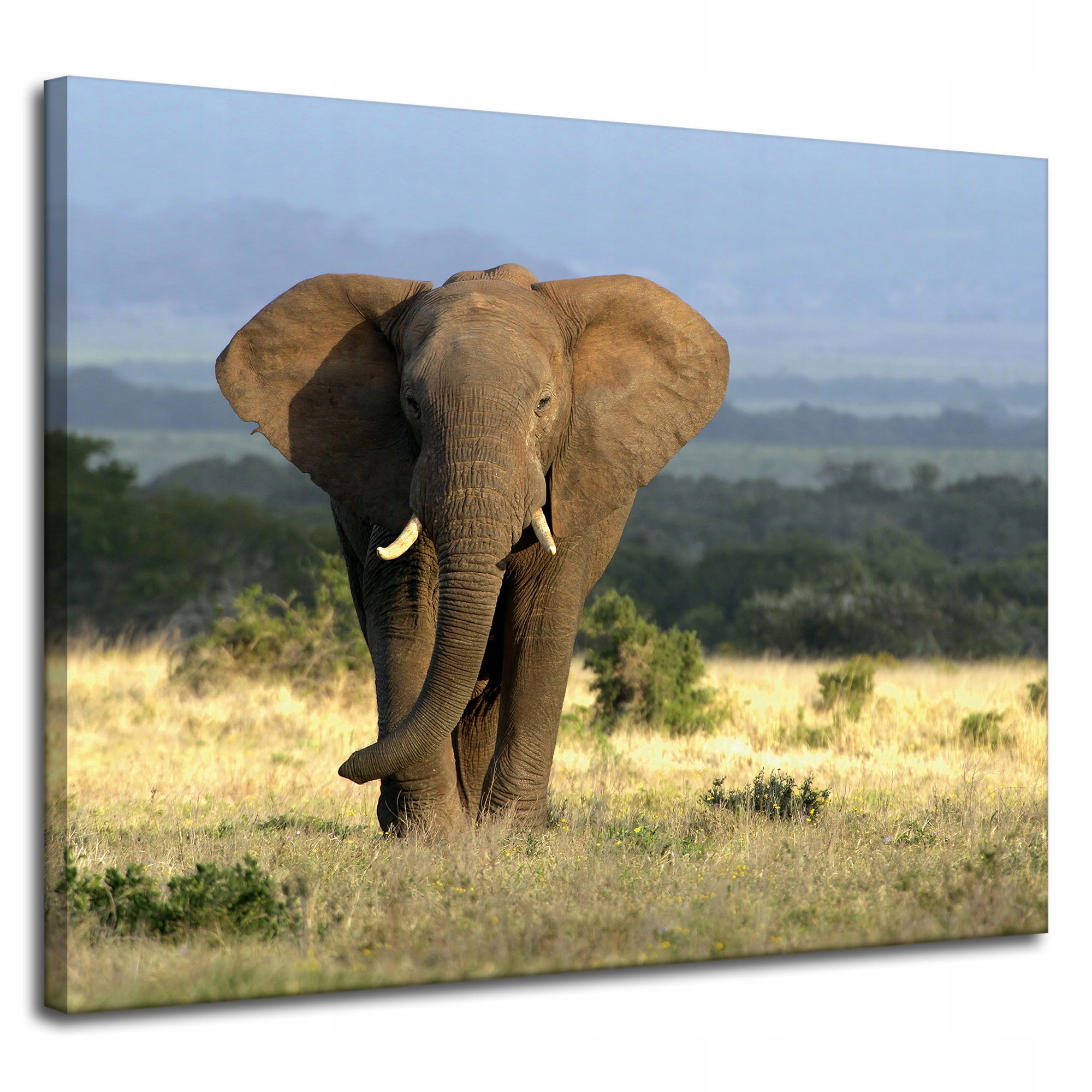 Obraz na plátně Slon Afrika Savana Příroda Umění 100x80 cm
