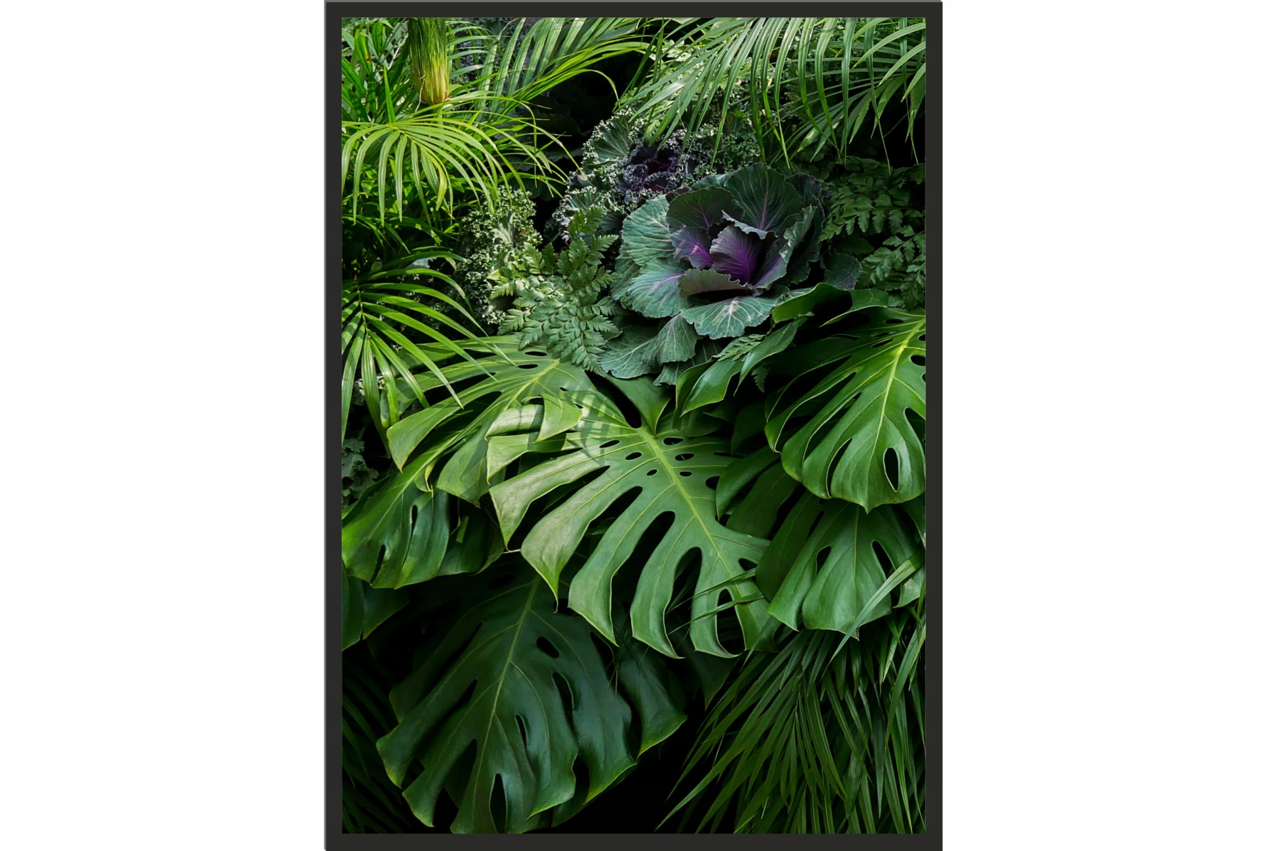 

Obraz plakat 40x30 liść monstera natura monstery