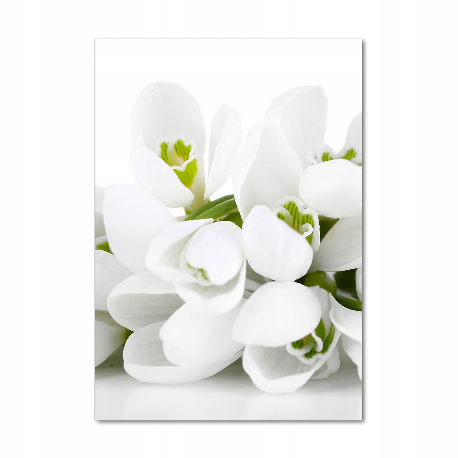 

Foto obraz akrylowy Białe przebiśniegi 70x100 cm